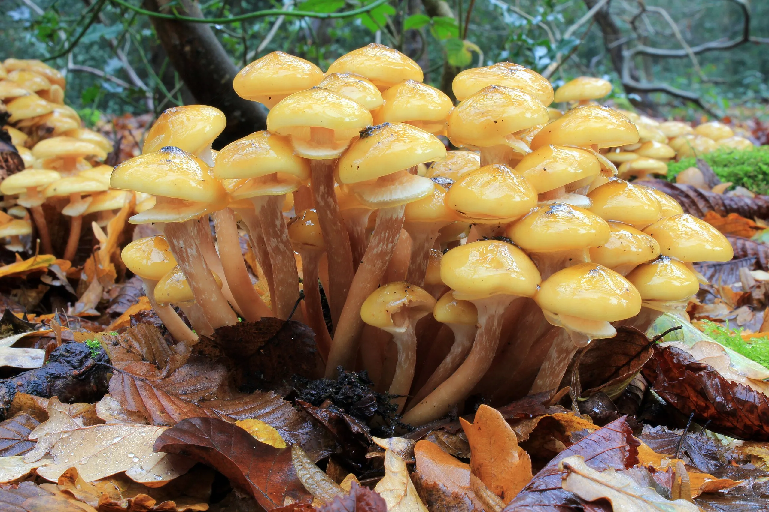 A bunch of Honey Mushrooms in the forest.  